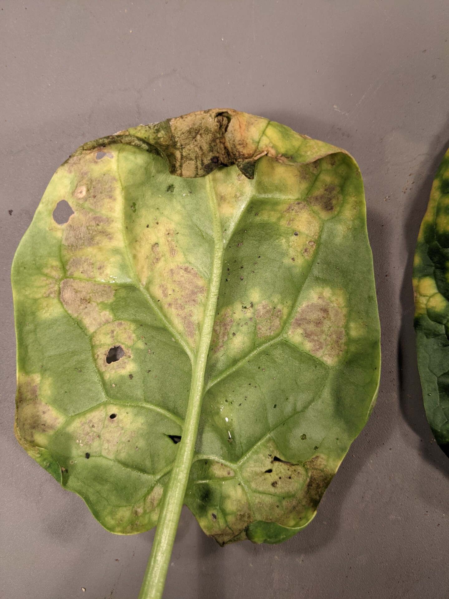 Figure 2. Downy mildew of spinach. Note sporulation on leaf bottom.