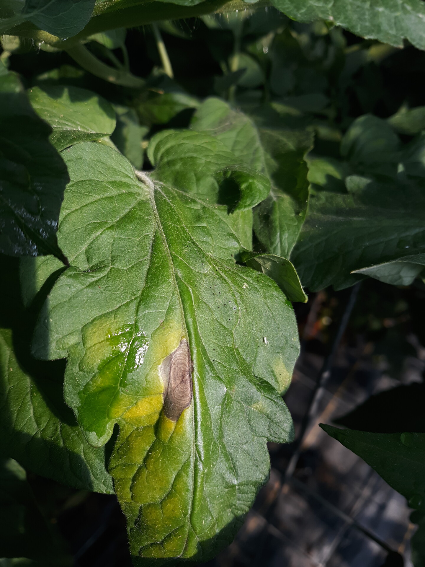 Early blight lesion on tomato leaf.