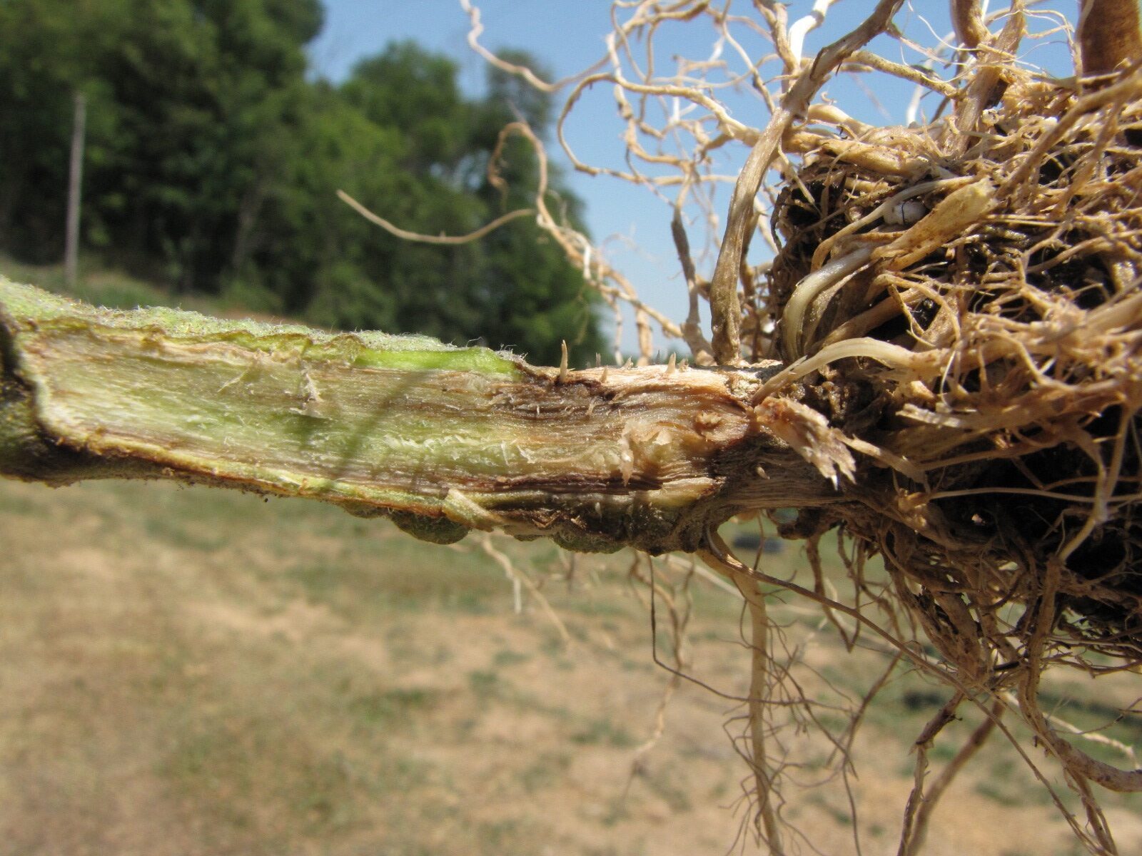 Figure 2. Dark vascular discoloration is typical of crown rot of tomato. 