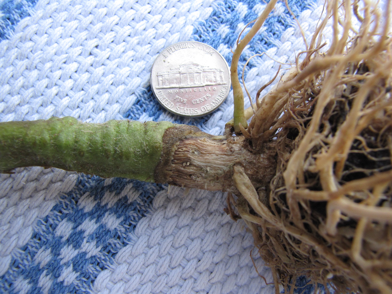Figure 3. Canker on outside of stem due to crown rot of tomato.