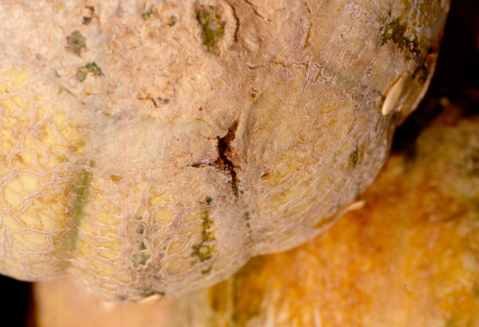Figure 2. Fusarium fruit rot of cantaloupe. 