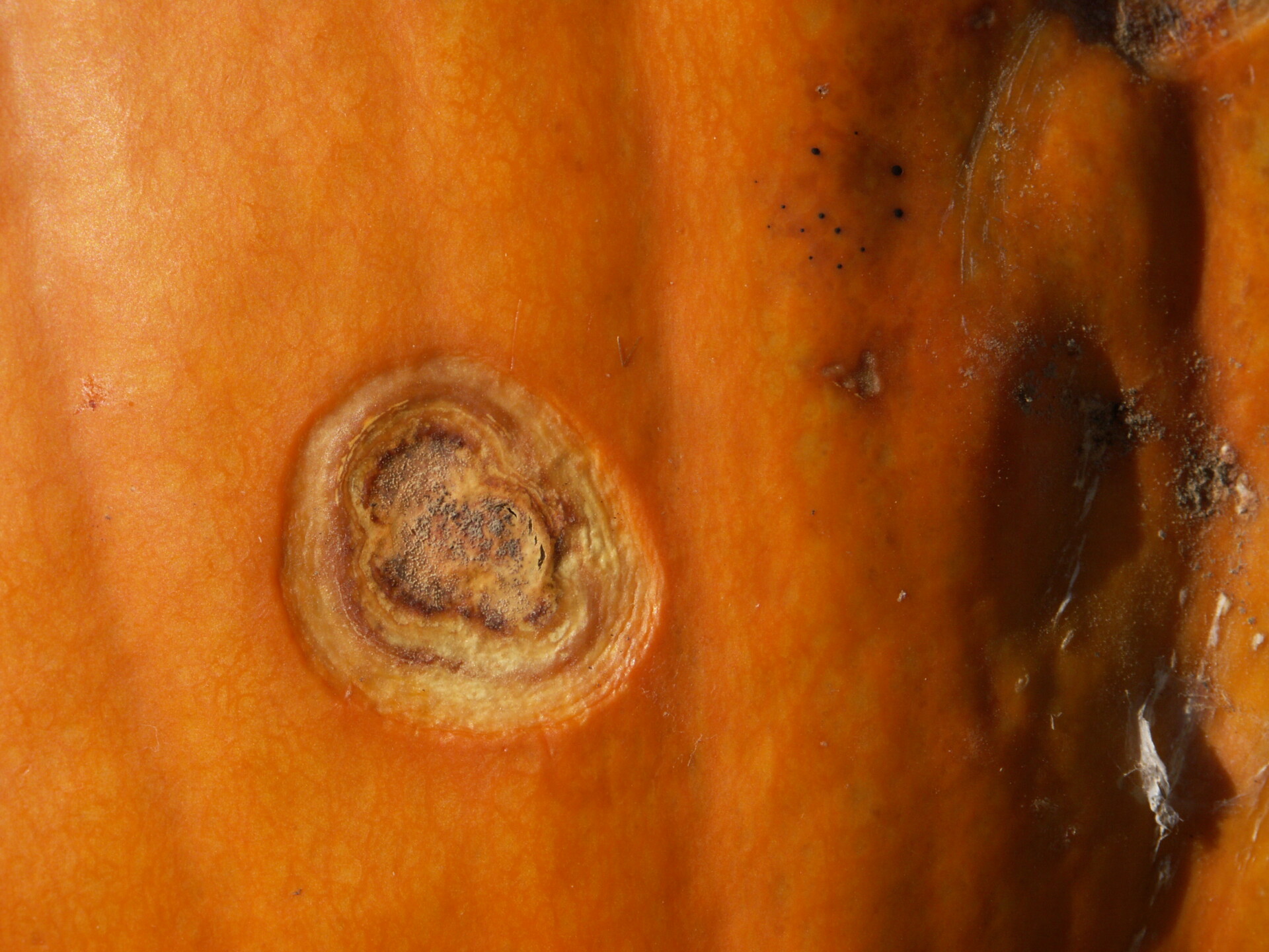Figure 2. Fusarium fruit rot of pumpkin. Note sporulation in center of lesion.
