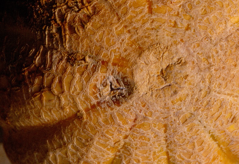 Figure 3. Fusarium fruit rot of cantaloupe.