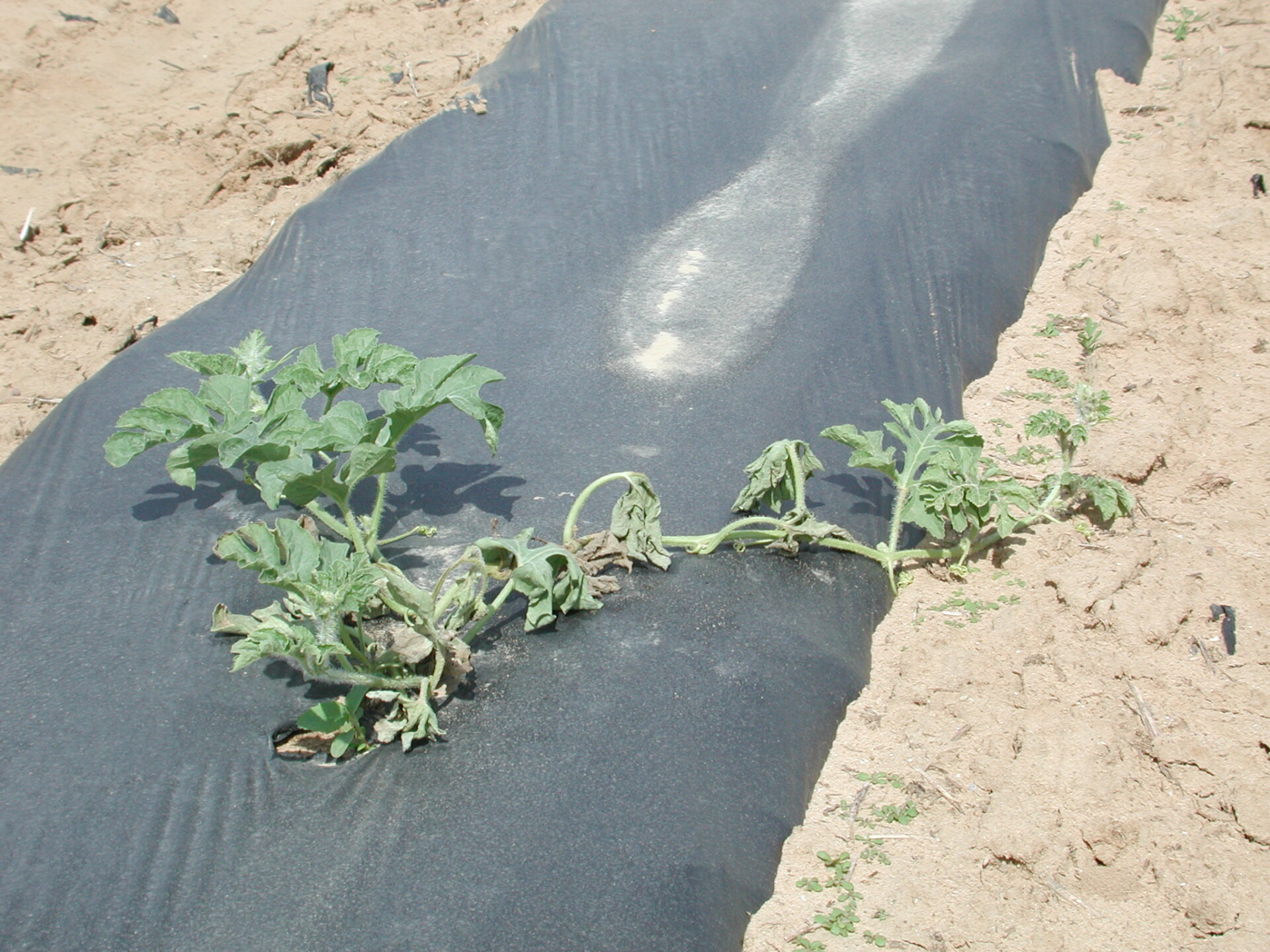 Figure 1. Fusarium wilt of watermelon often causes one vine to wilt while the rest of the plant appears unaffected. 