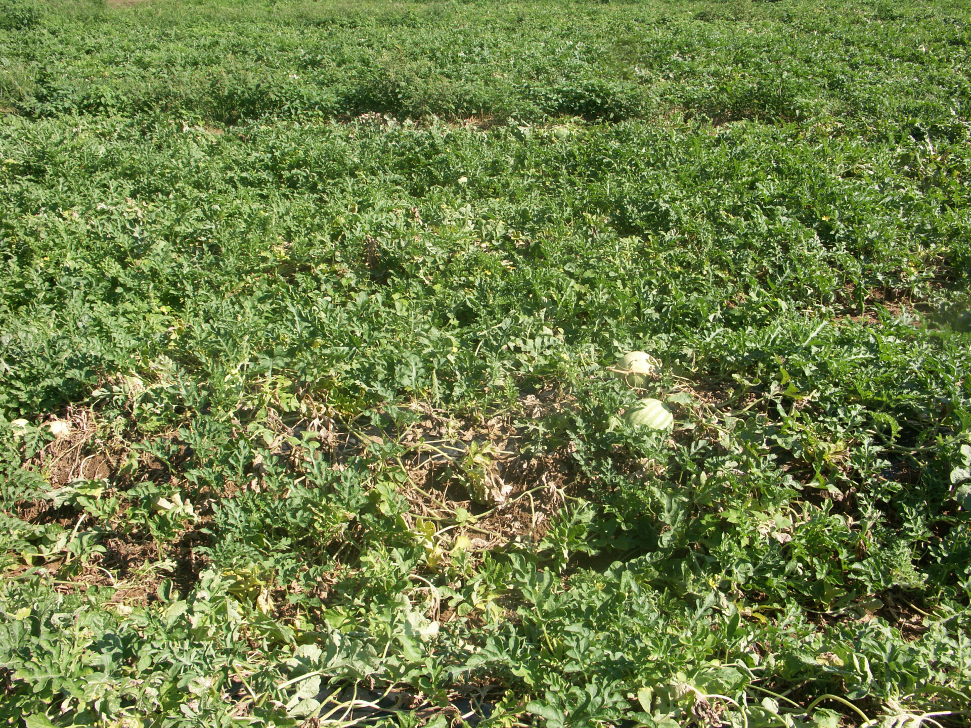 Figure 10. When Fusarium wilt in watermelon occurs in late season, wilt and collapse of vines such as seen here in the foreground may occur.