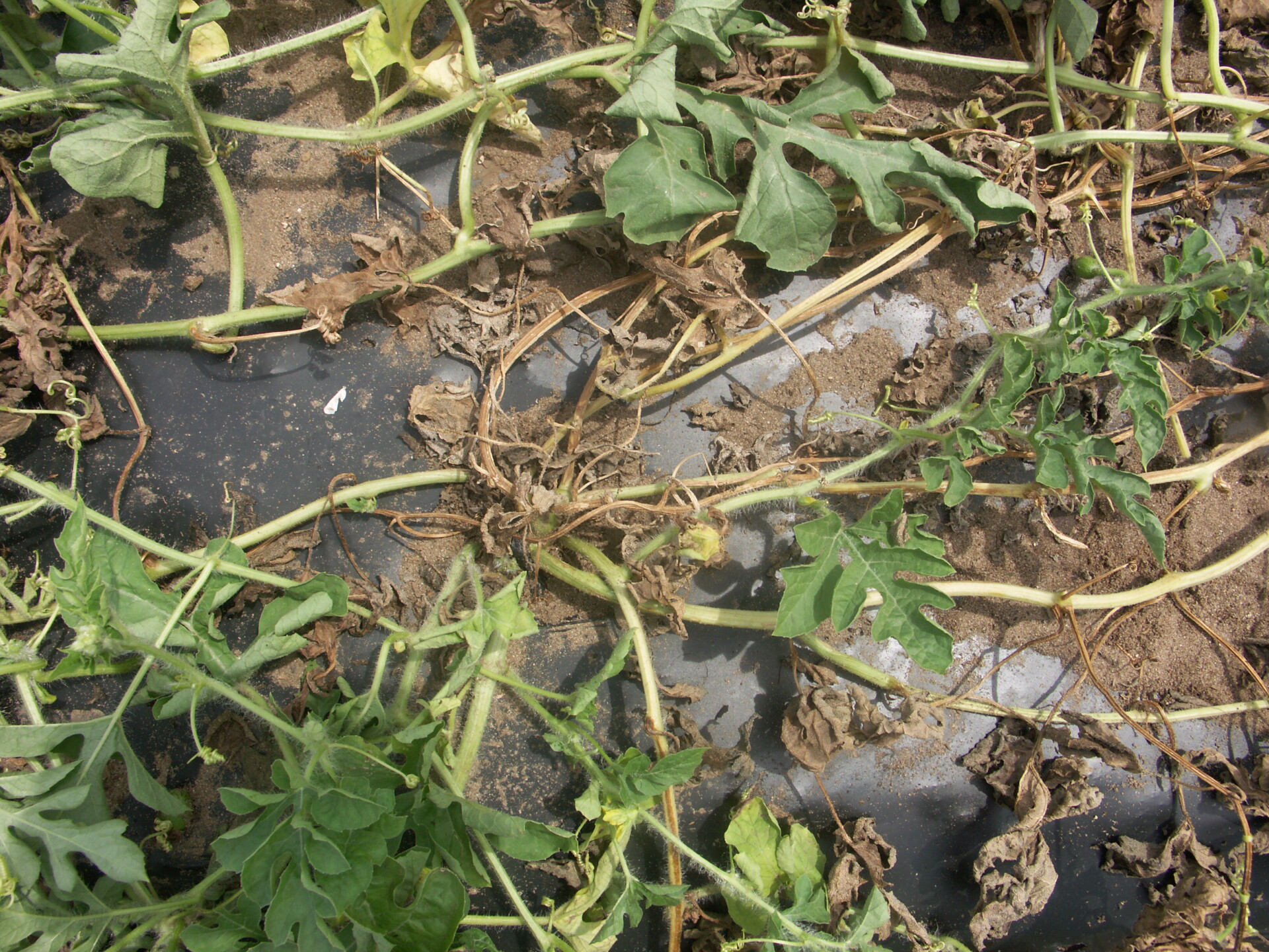 Figure 12. Fusarium wilt of watermelon in this late season field has caused some of the vines to become necrotic while some vines remain apparently healthy.