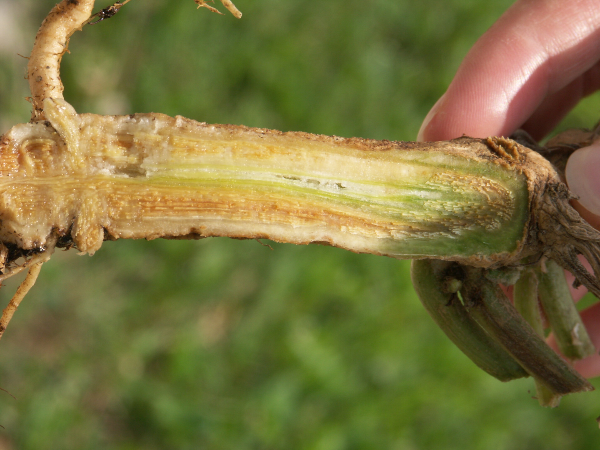Figure 2. Vascular discoloration present in lower stem may be a symptom of Fusarium wilt of watermelon.