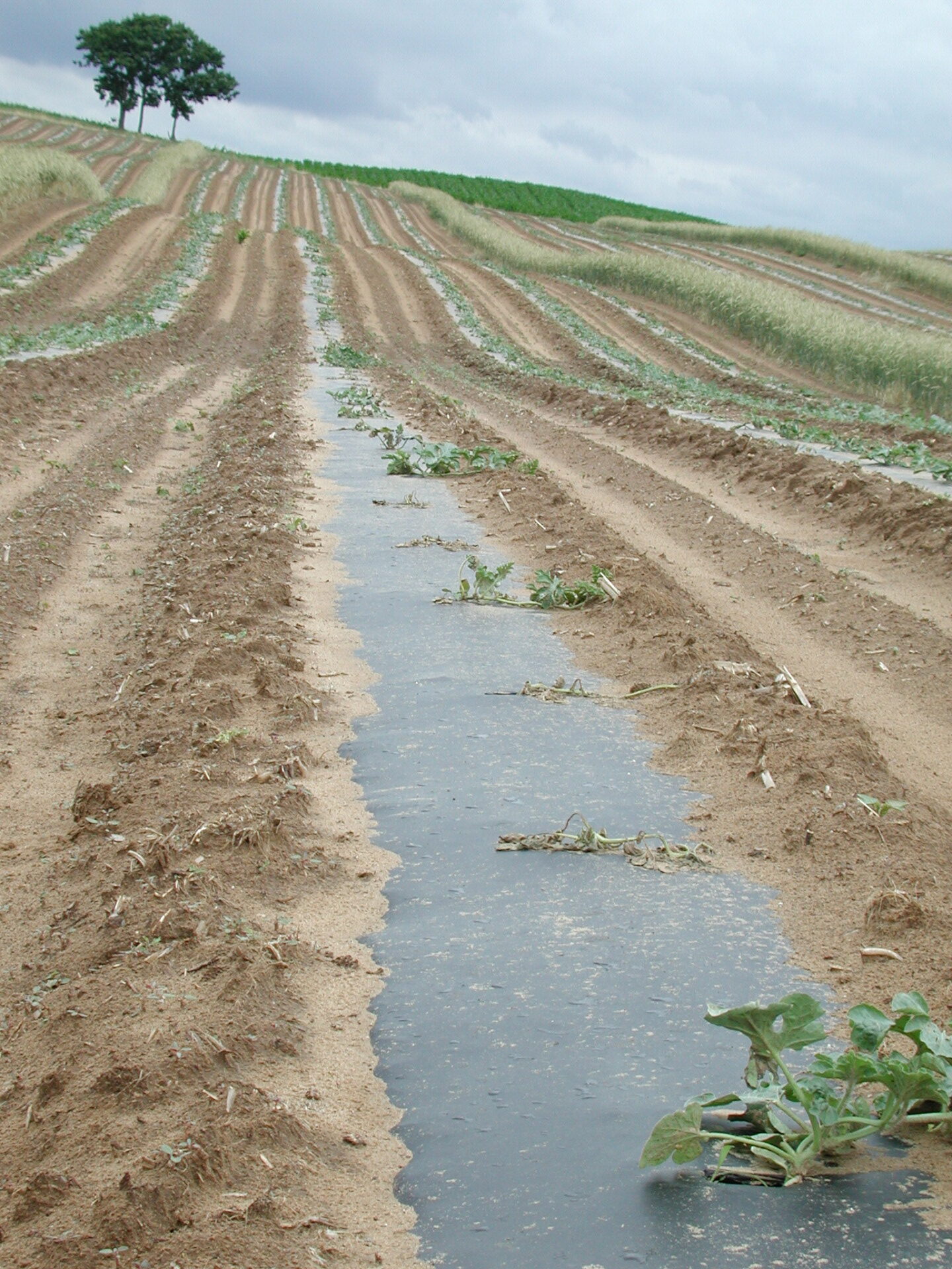 Figure 3. The distribution of Fusarium wilt of watermelon in the field is often clustered.