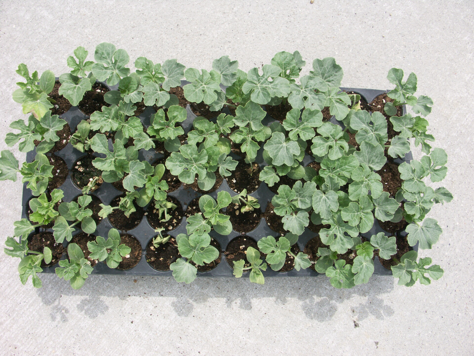 Figure 6. Seedling distribution of Fusarium wilt in watermelon may be randomly distributed in transplant trays.