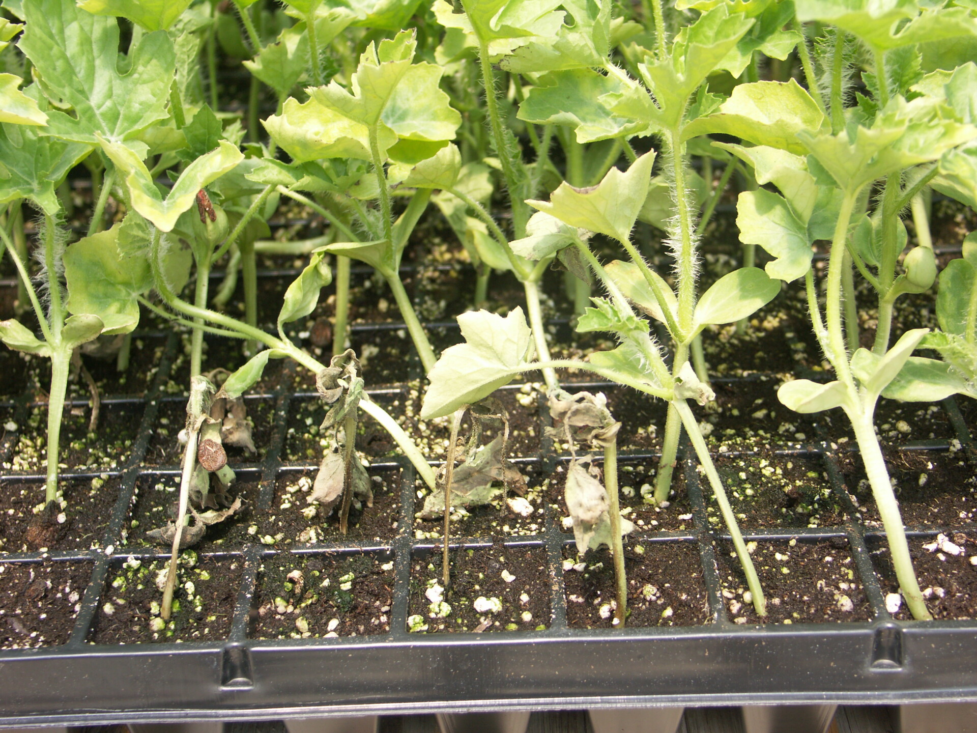 Figure 7. Distribution of Fusarium wilt of watermelon in transplant trays may be clustered under some circumstances.
