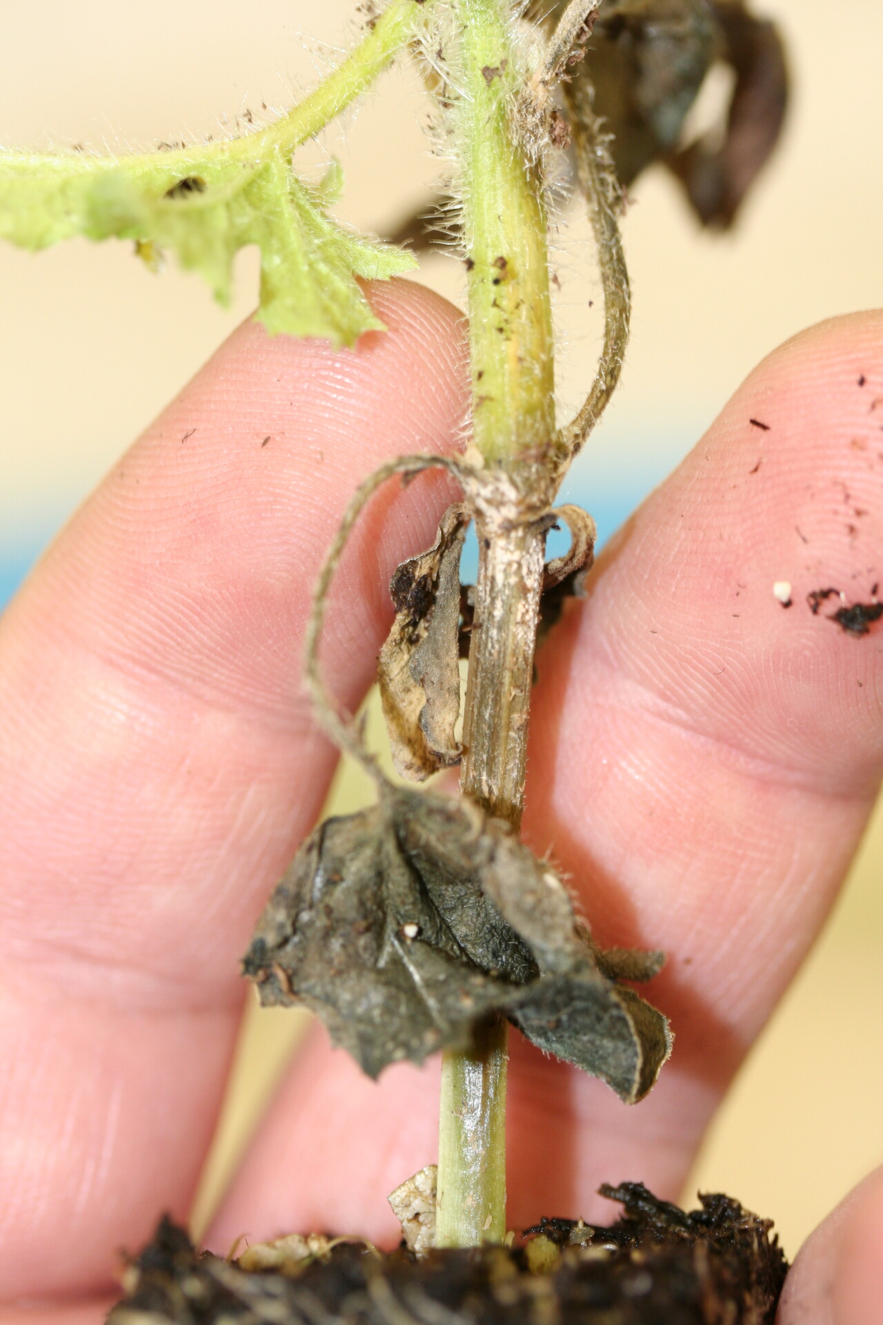Figure 8. Hypocotyl has collapsed and become necrotic due to Fusarium wilt in watermelon at the transplant stage. 