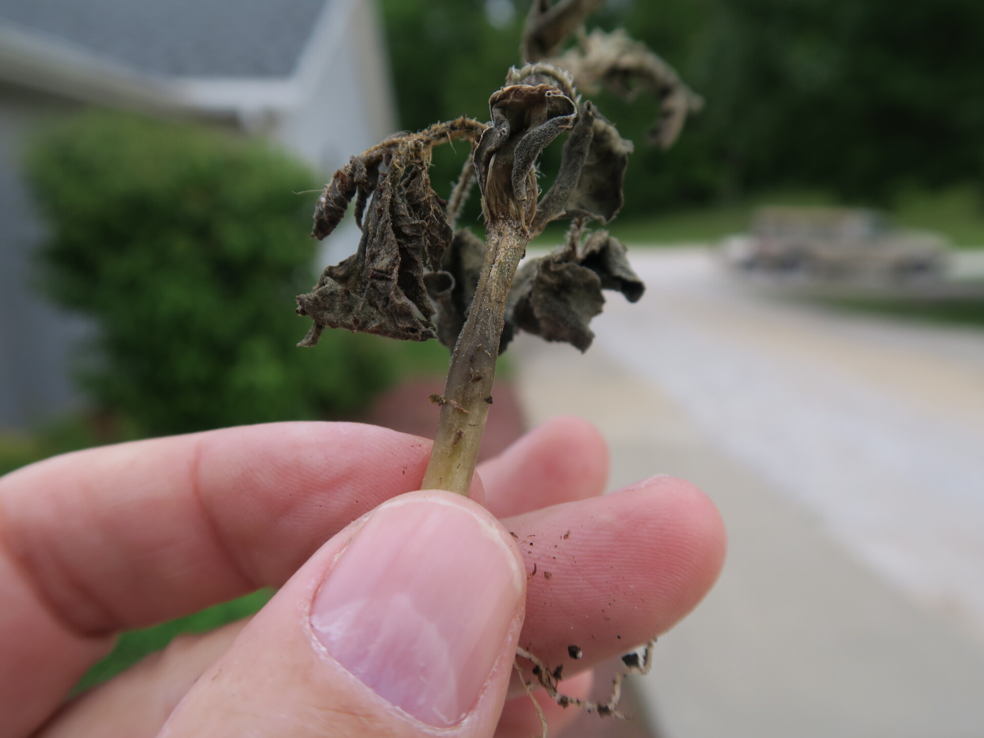 Figure 9. Close-up of hypocotyl of watermelon seedling infected with Fusarium wilt.