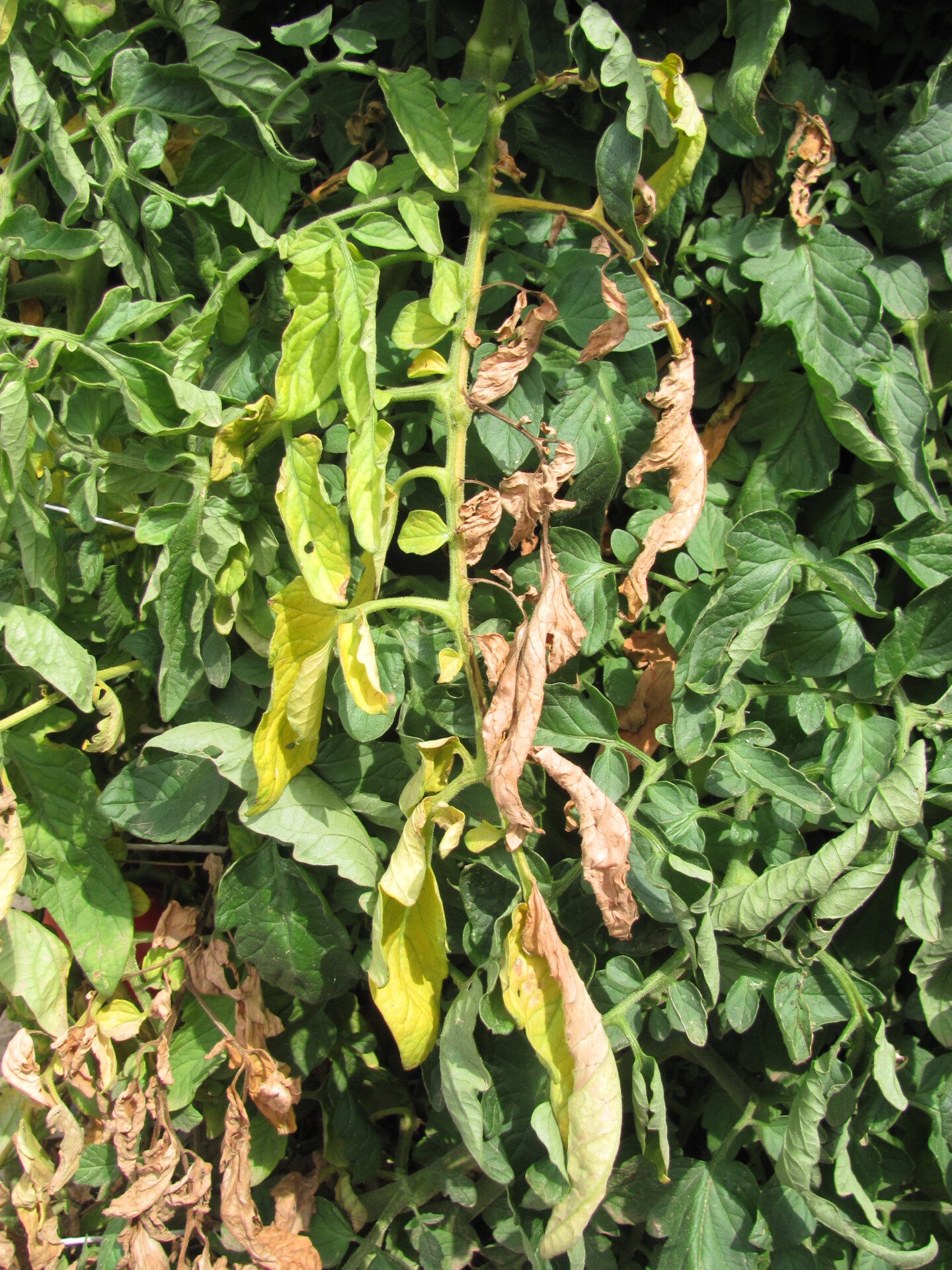 Figure 1. Fusarium wilt of tomato, as in many other vascular wilts, can cause a one-sided wilt.