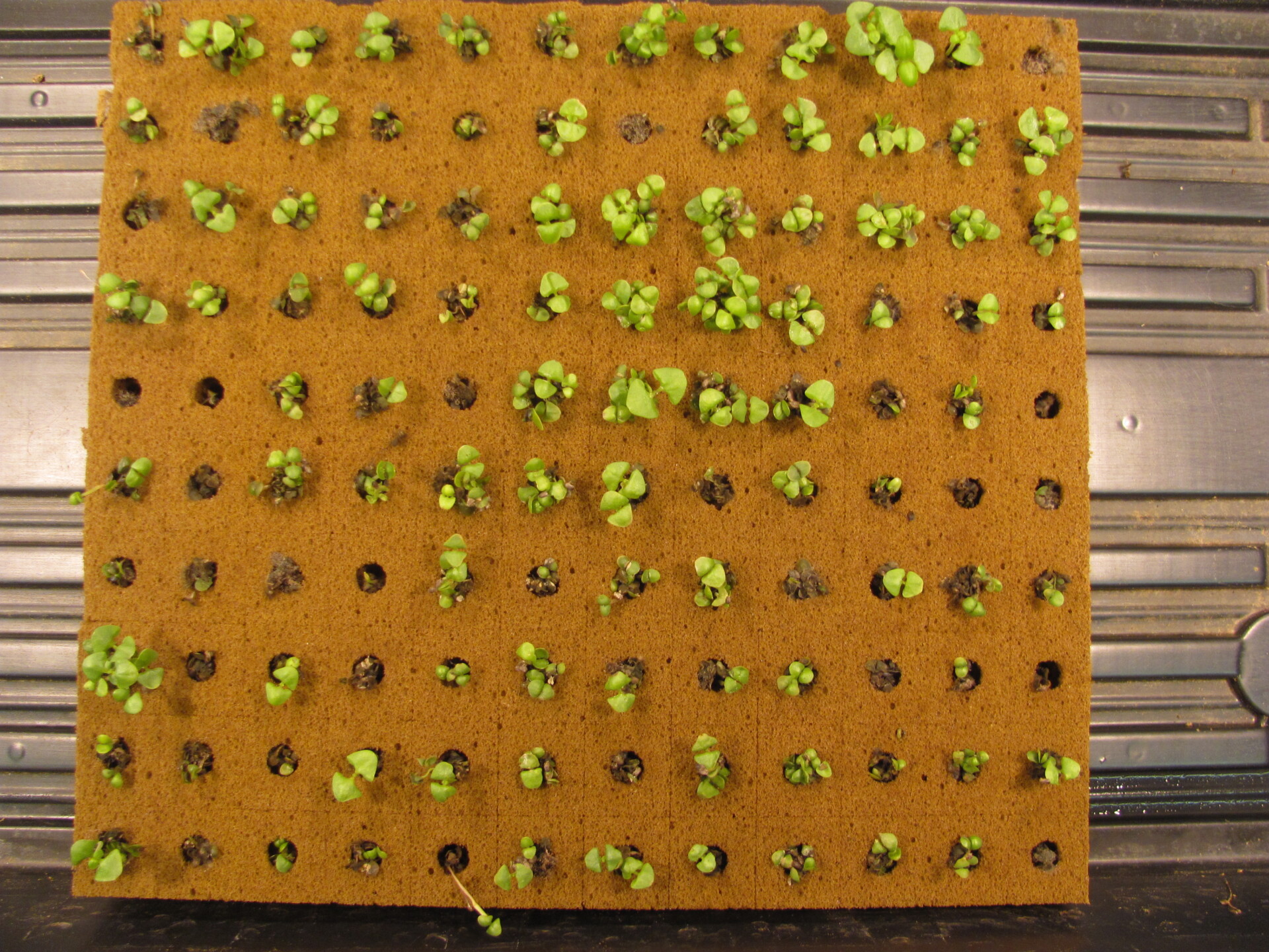 Figure 1. Gray mold of basil in hydroponic system.