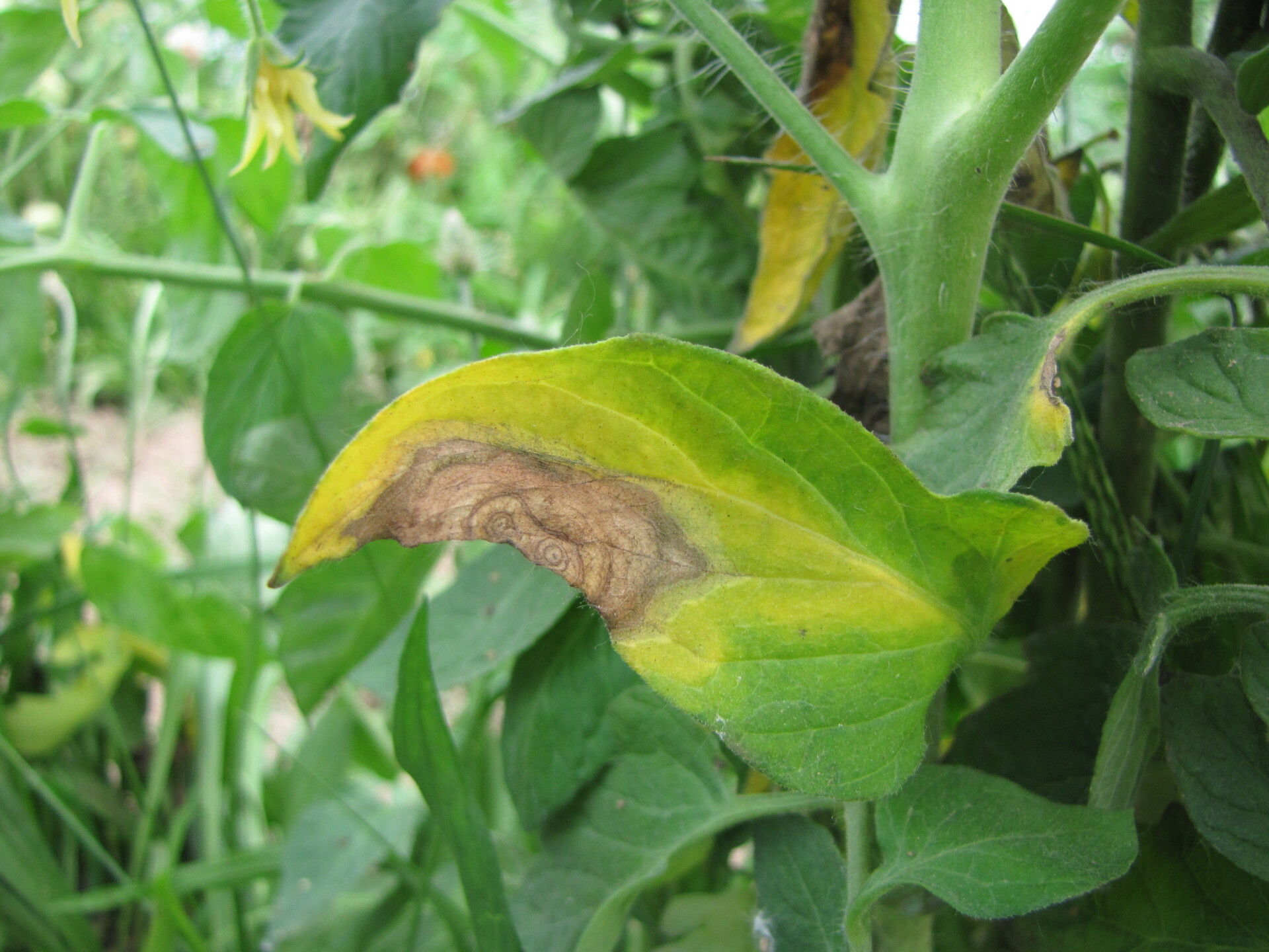 Figure 5. Gray mold lesion on tomato leaf.