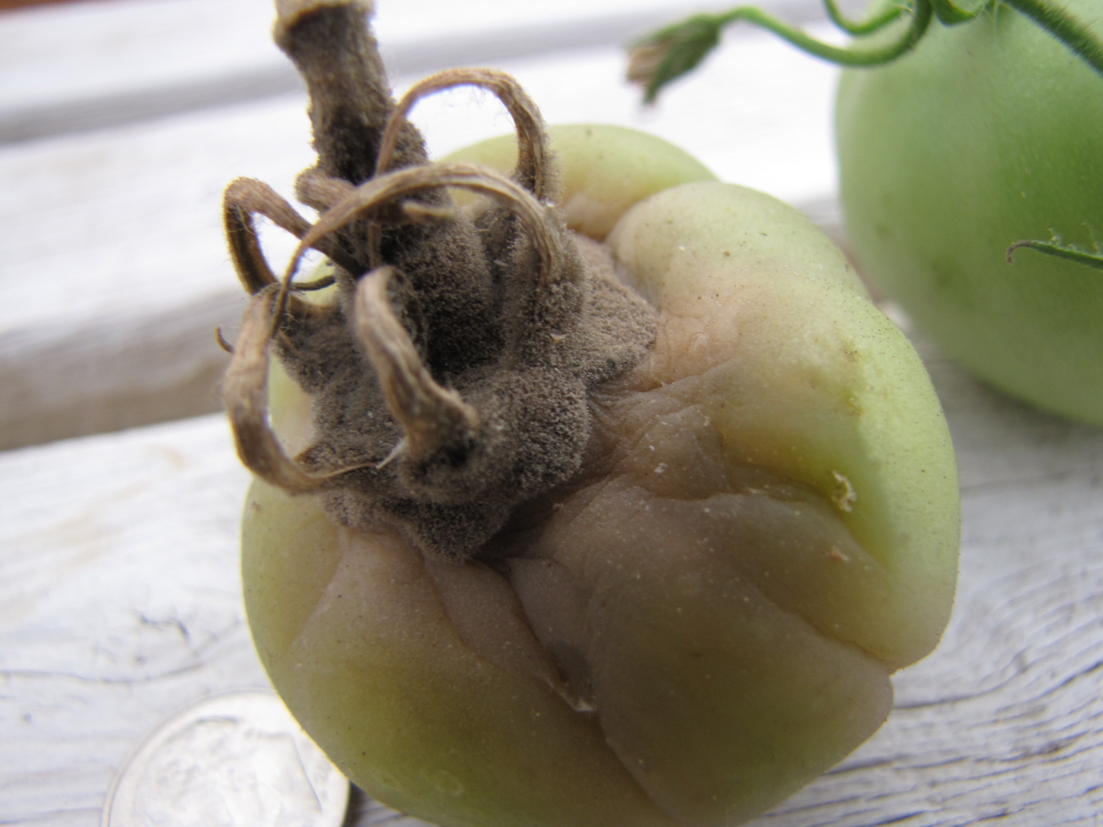 Figure 6. Gray mold on tomato fruit.