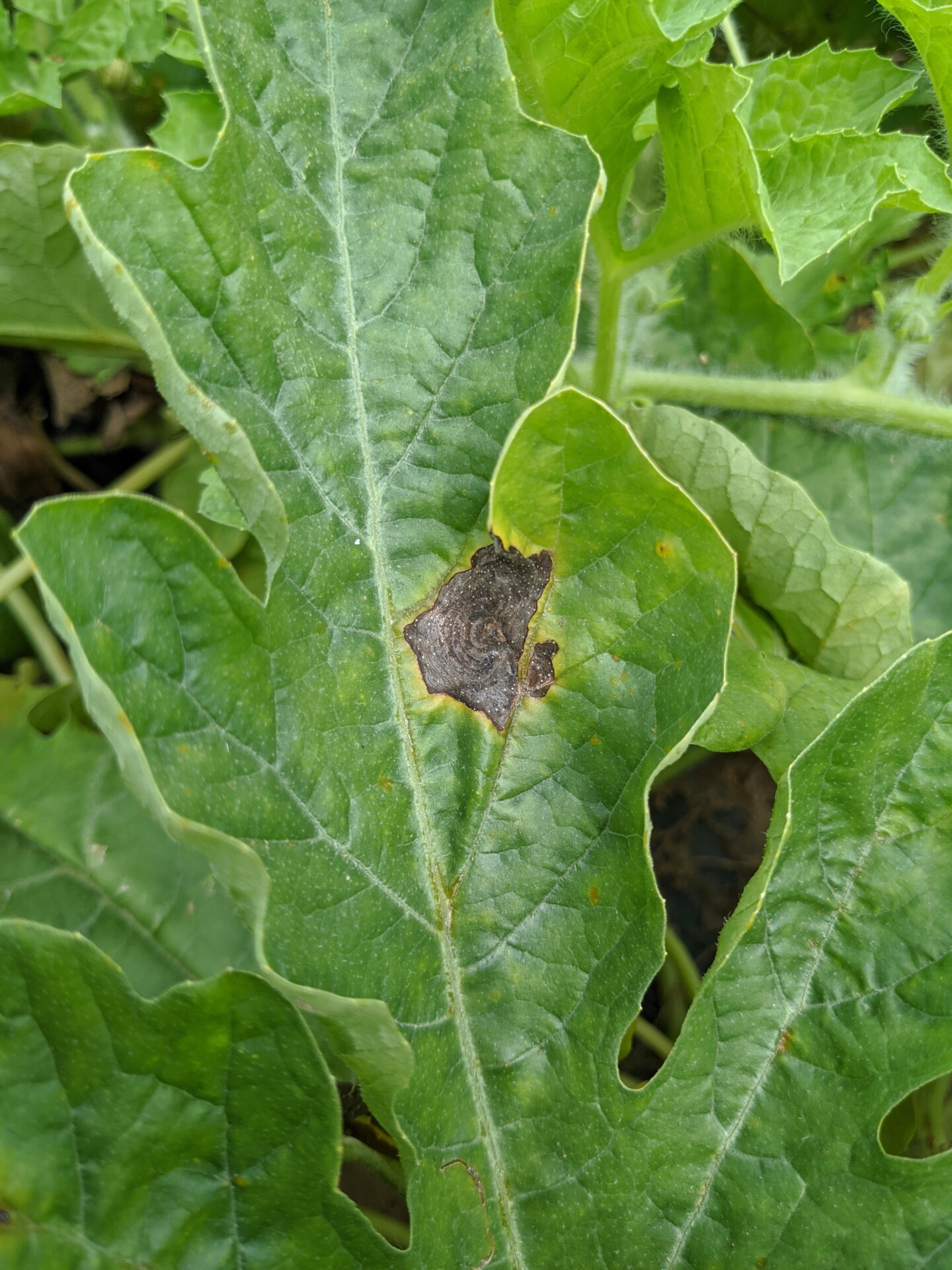 Figure 2. Gummy stem blight lesions on watermelon leaves sometimes have a ring-like structure.