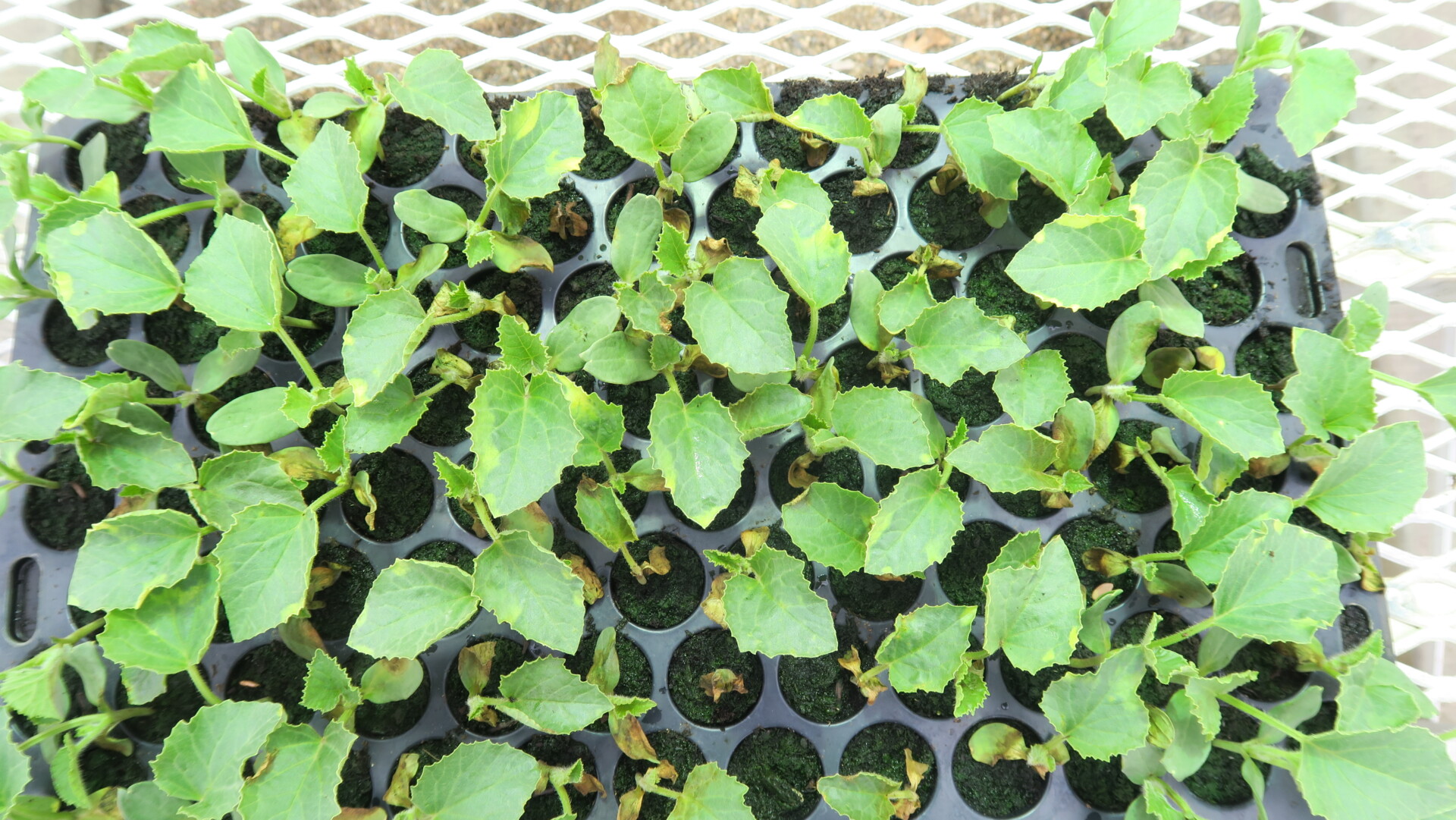 Figure 4. Gummy stem blight on multiple cantaloupe seedlings in a transplant tray.