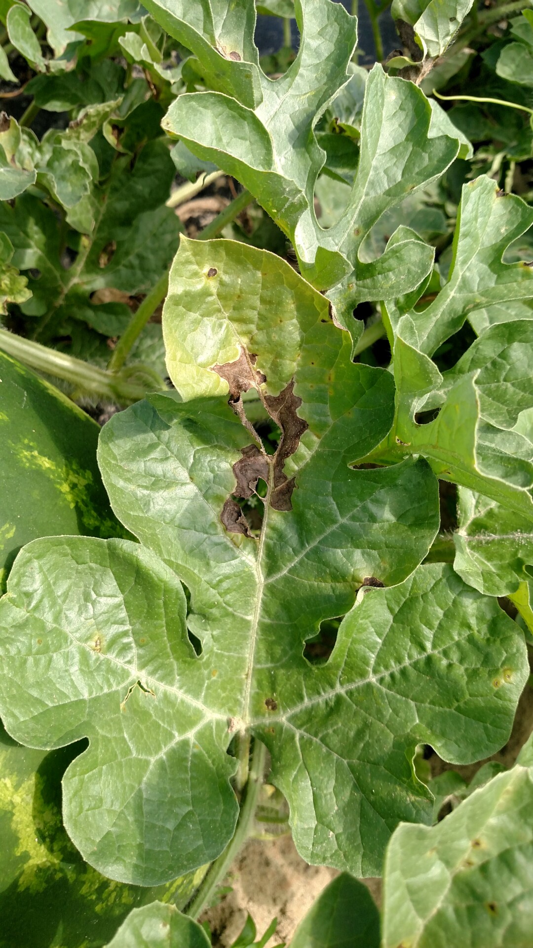 Figure 4. Large gummy stem blight lesion along the midrib of a watermelon leaf