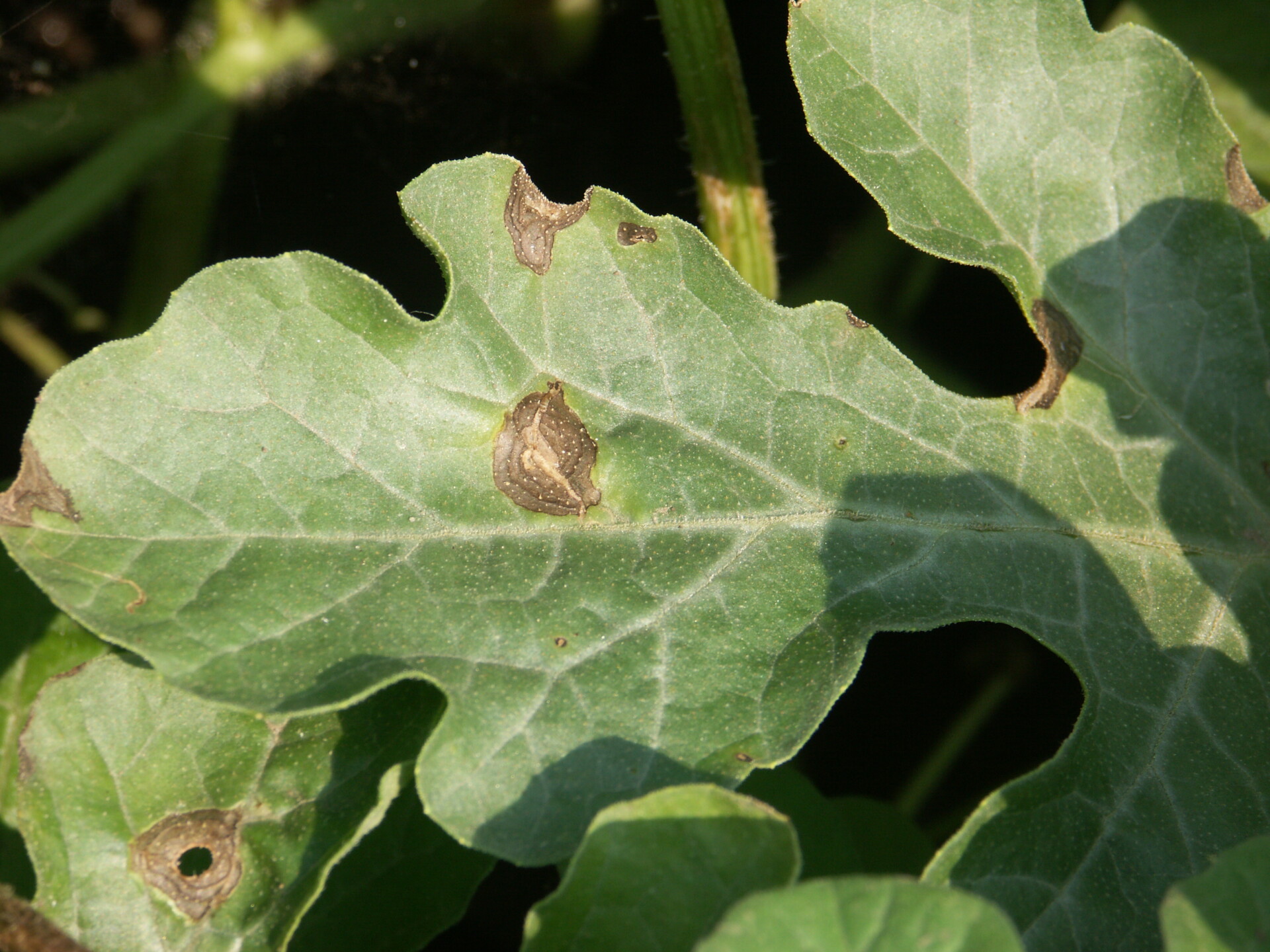 Figure 5. Close up of gummy stem blight lesions on a watermelon leaf, one lesion with a shot-hole.