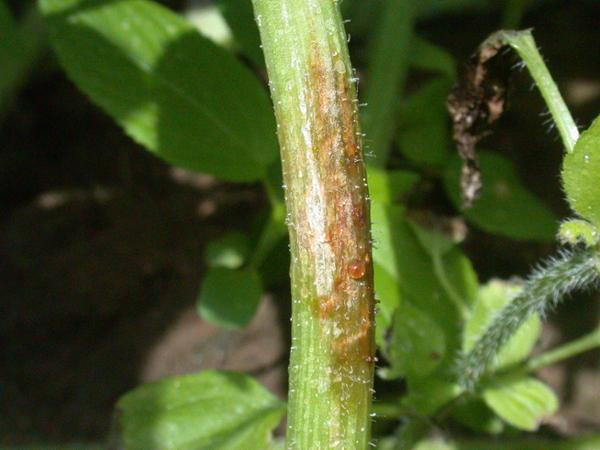 Figure 7. Lesion of gummy stem blight on a watermelon stem.