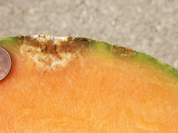 Figure 8. Cross section of cantaloupe with gummy stem blight lesion (black rot).