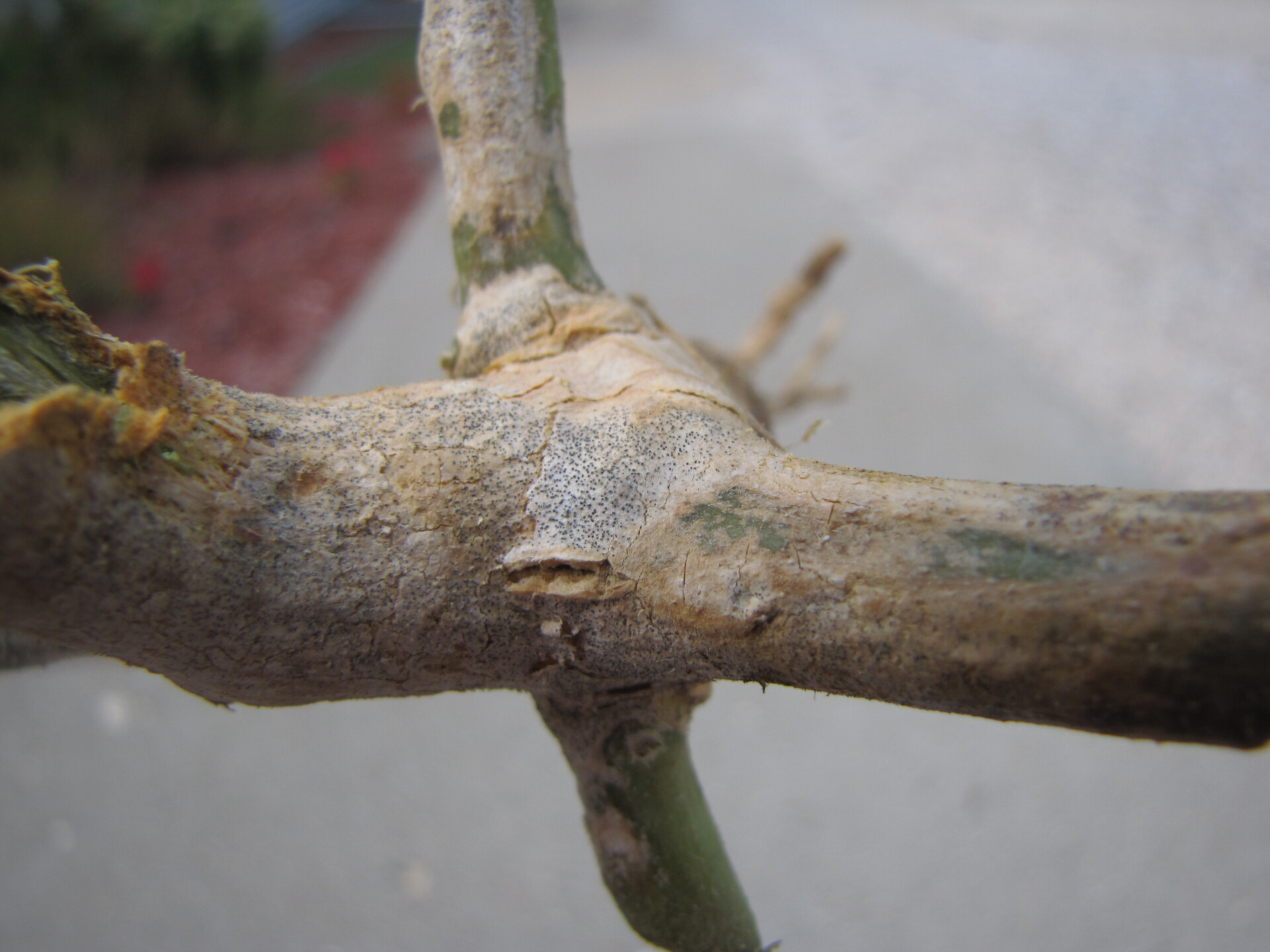 Figure 9. Crown of cantaloupe plant with necrosis caused by gummy stem blight. 