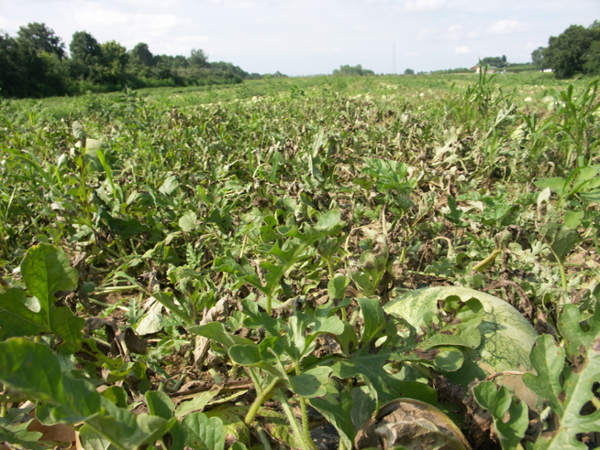 Figure 9. A field of watermelon with a severe outbreak of gummy stem blight manifested by defoliation and numerous lesions.