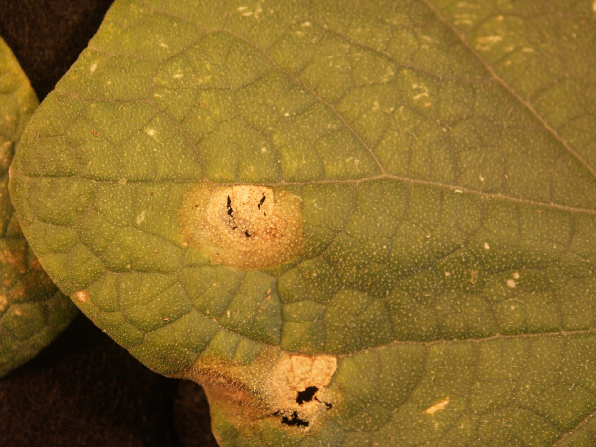 Figure 1. Gummy stem blight lesion on cucumber leaf. 