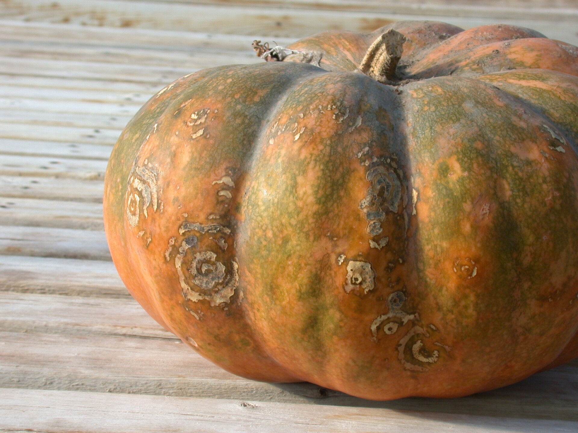 Figure 2. Black rot of pumpkin. Note target spot-like pattern of lesion.