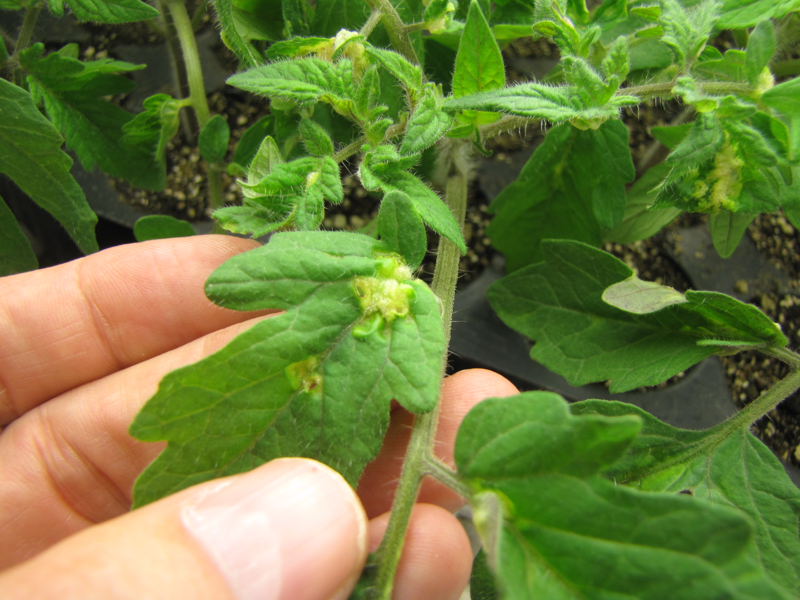 Figure 4. Intumescence on tomato leaves in a growth chamber.
