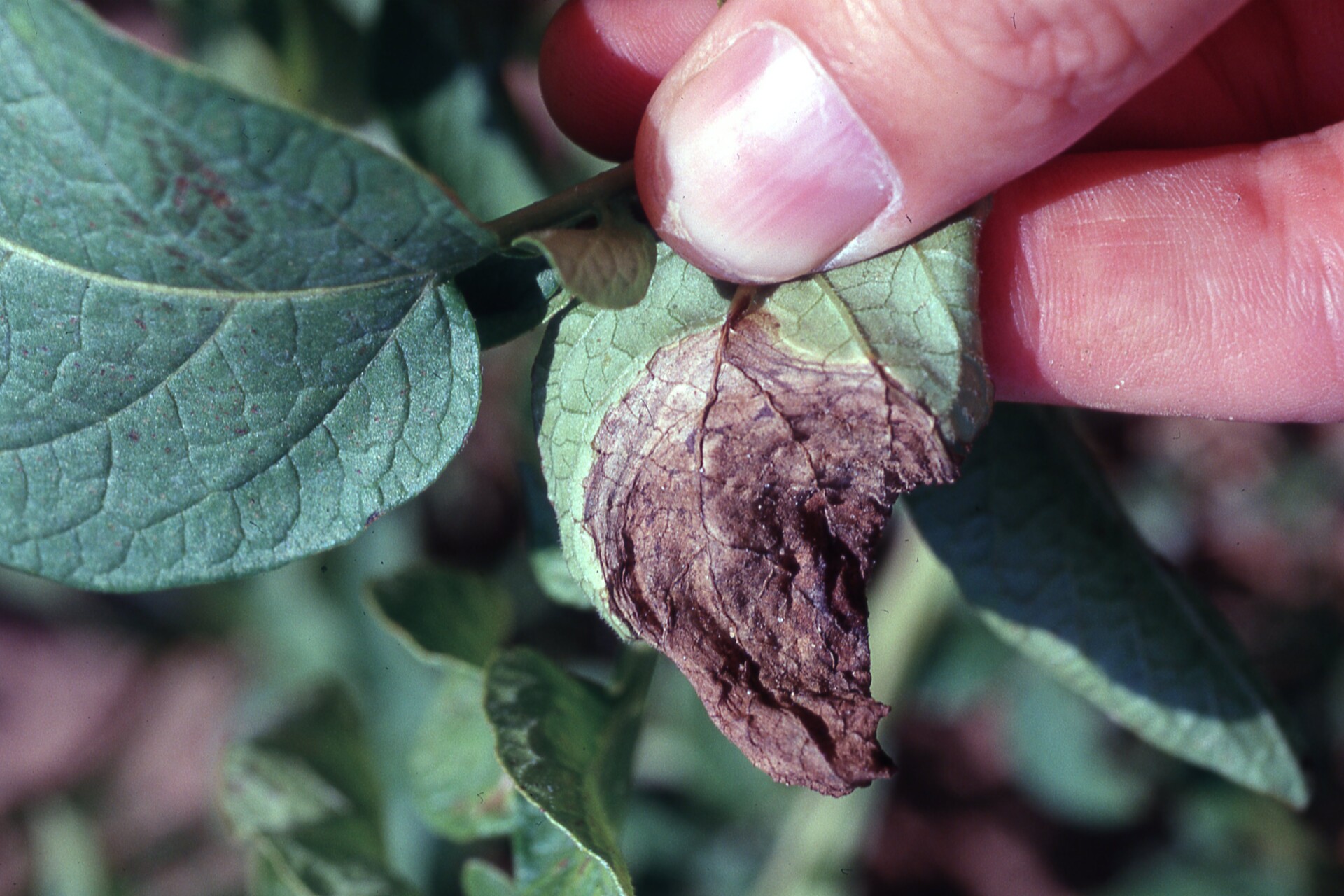 Figure 2. Lesion on leaf caused by late blight of potato.