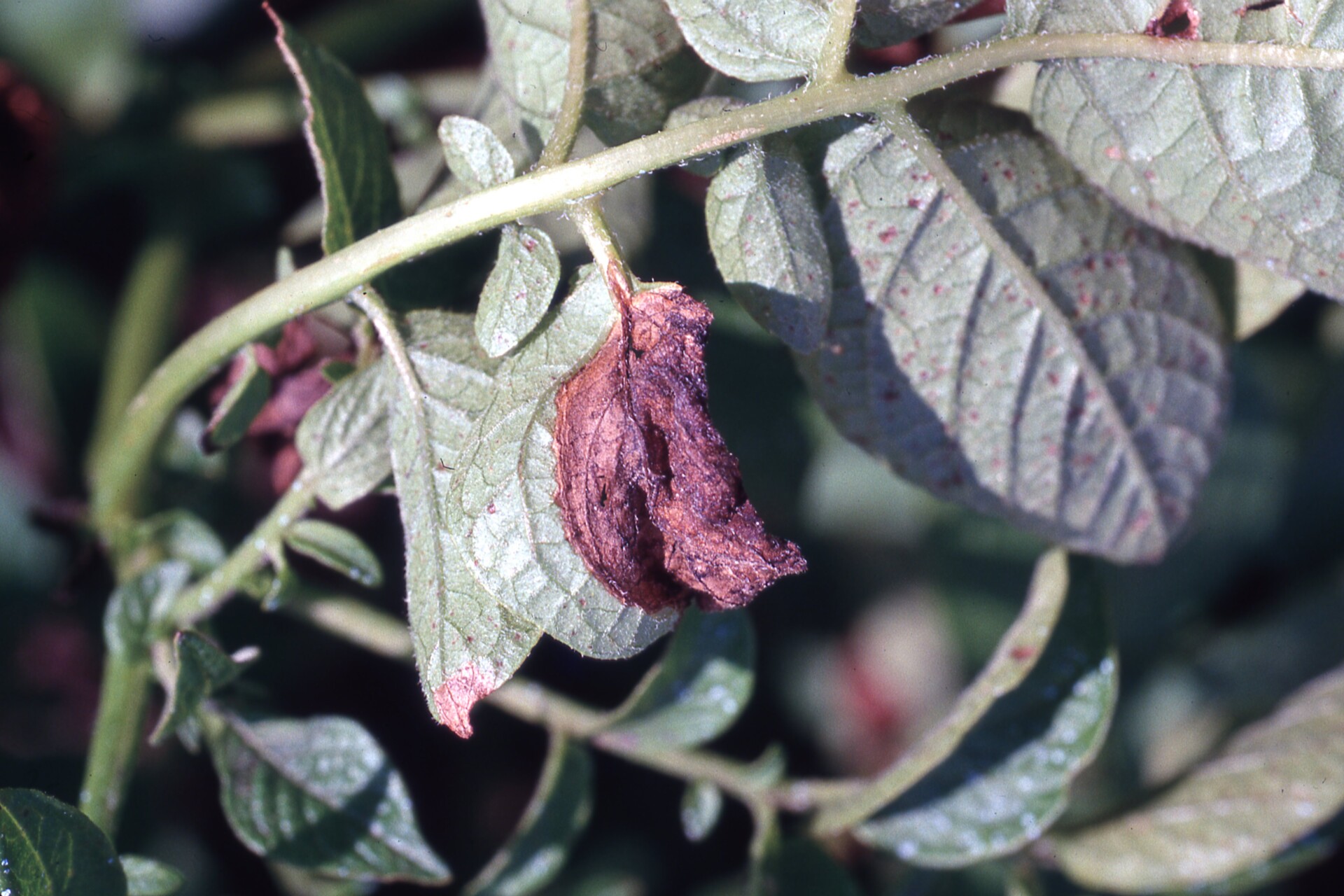 Figure 3. Lesion on leaf caused by late blight of potato.