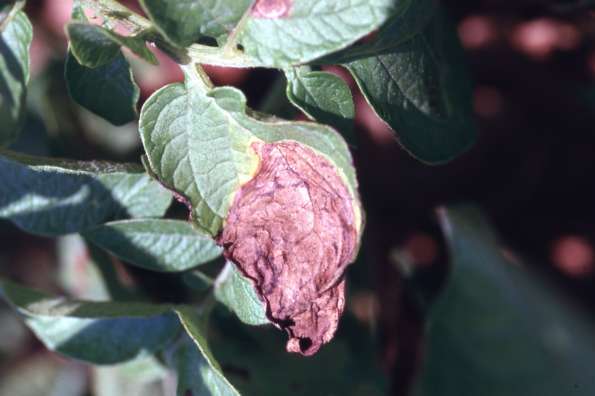 Figure 4. Lesion on leaf caused by late blight of potato.