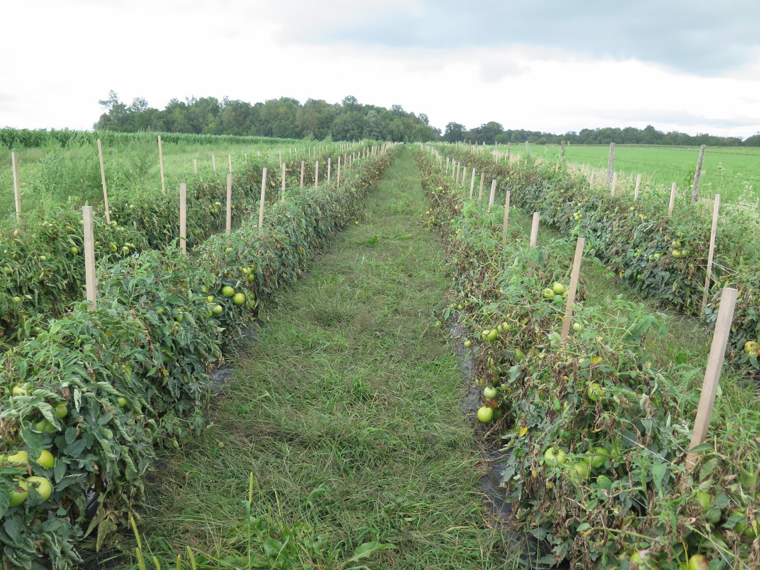 Figure 1. Although late blight is not common in Indiana, when it occurs, it can spread rapidly in a field such as this one.