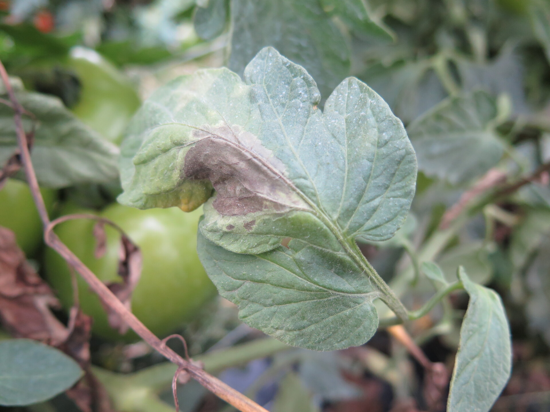 Figure 2. Leaf lesion of late blight of tomato.