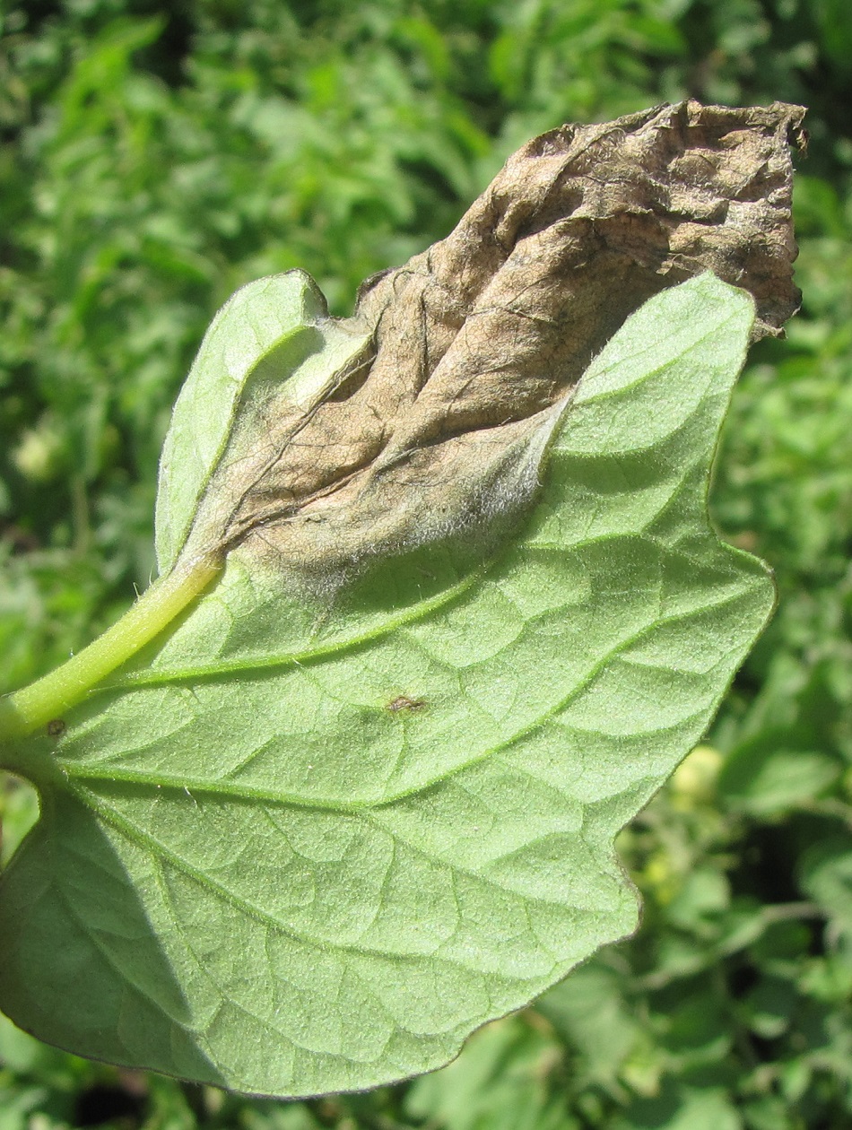  The white cast on this tomato leaf with late blight indicates sporulation of the causal organism.