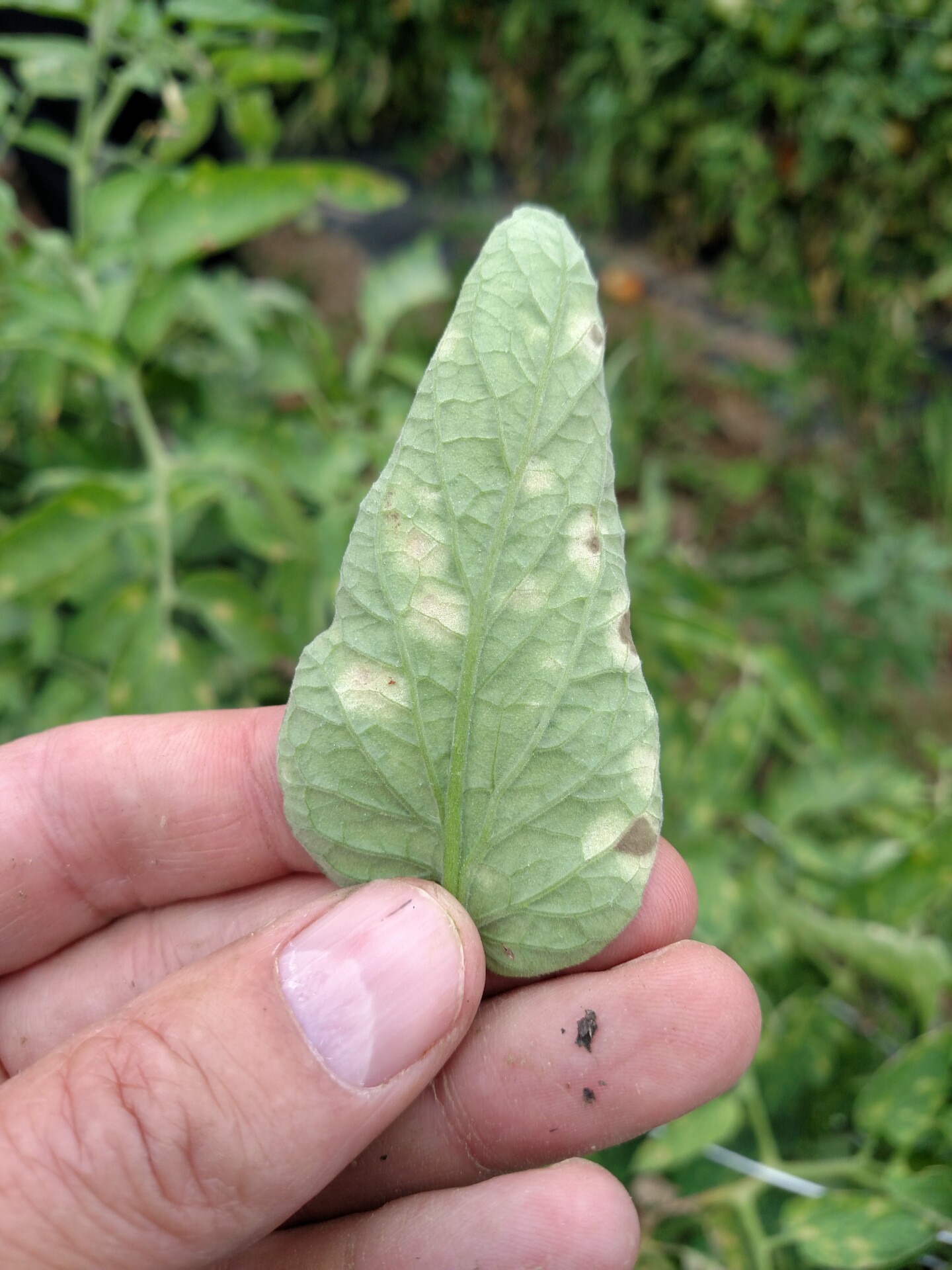 Figure 3. Underside of tomato leaf with leaf mold showing sporulation of causal fungus just starting.