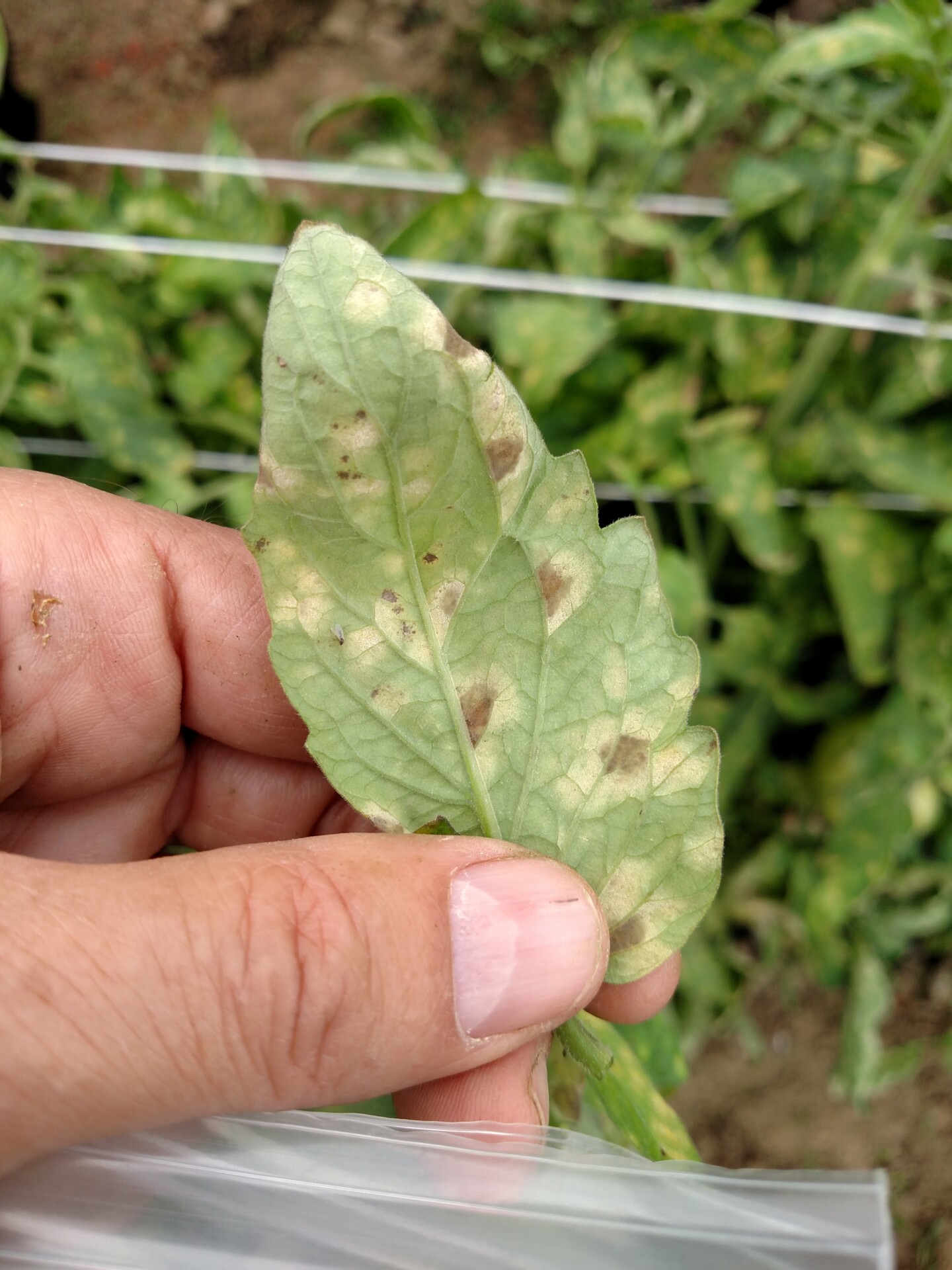 Figure 6. Underside of a leaf with tomato leaf mold.