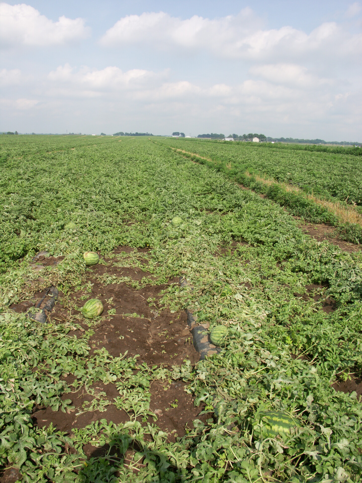 Figure 1. Lightning damage on watermelon. Note wilt and other damage.