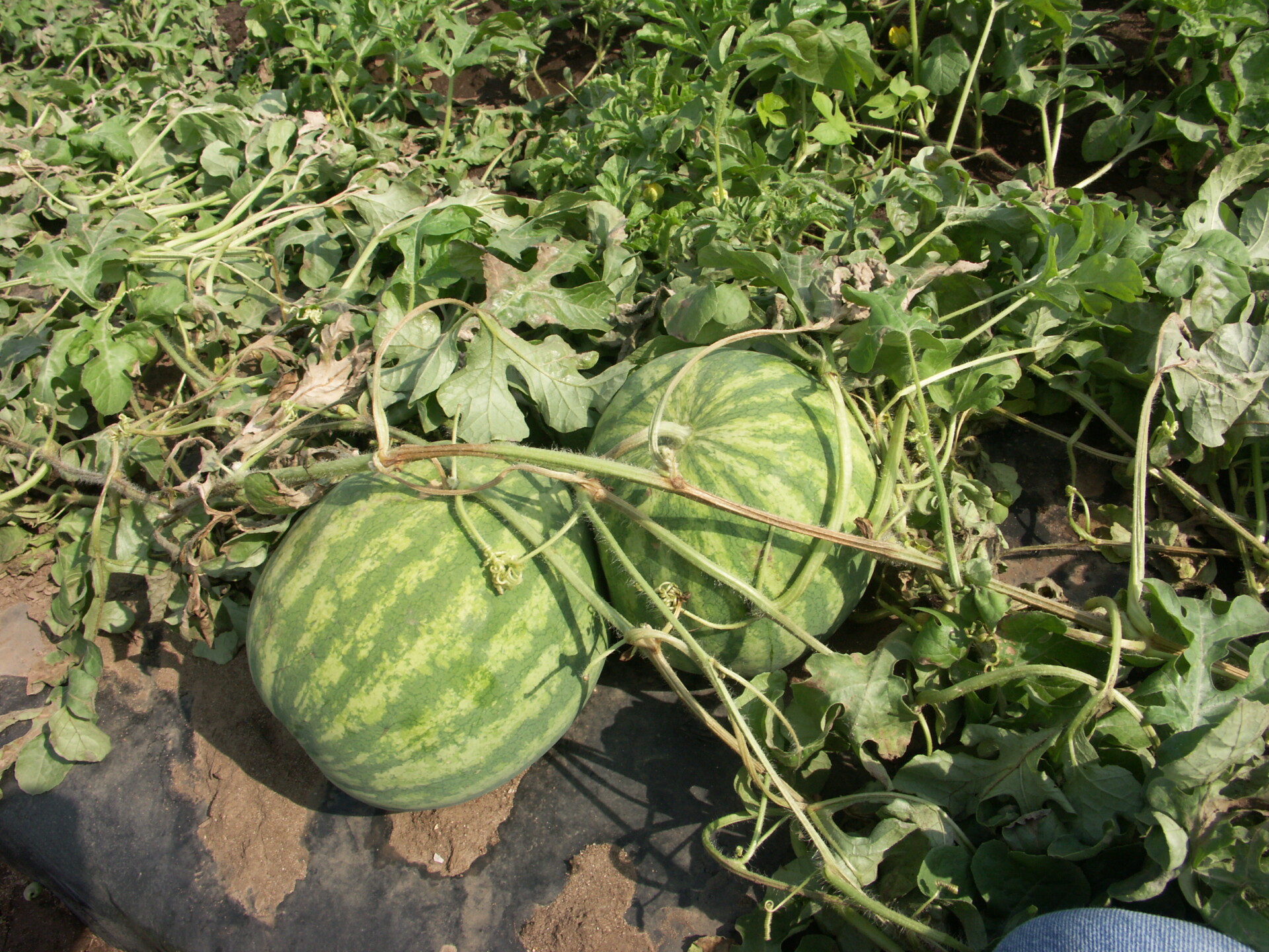 Figure 3. Lightening damage on watermelon. 
