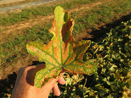 Figure 2. Magnesium deficiency in cantaloupe.