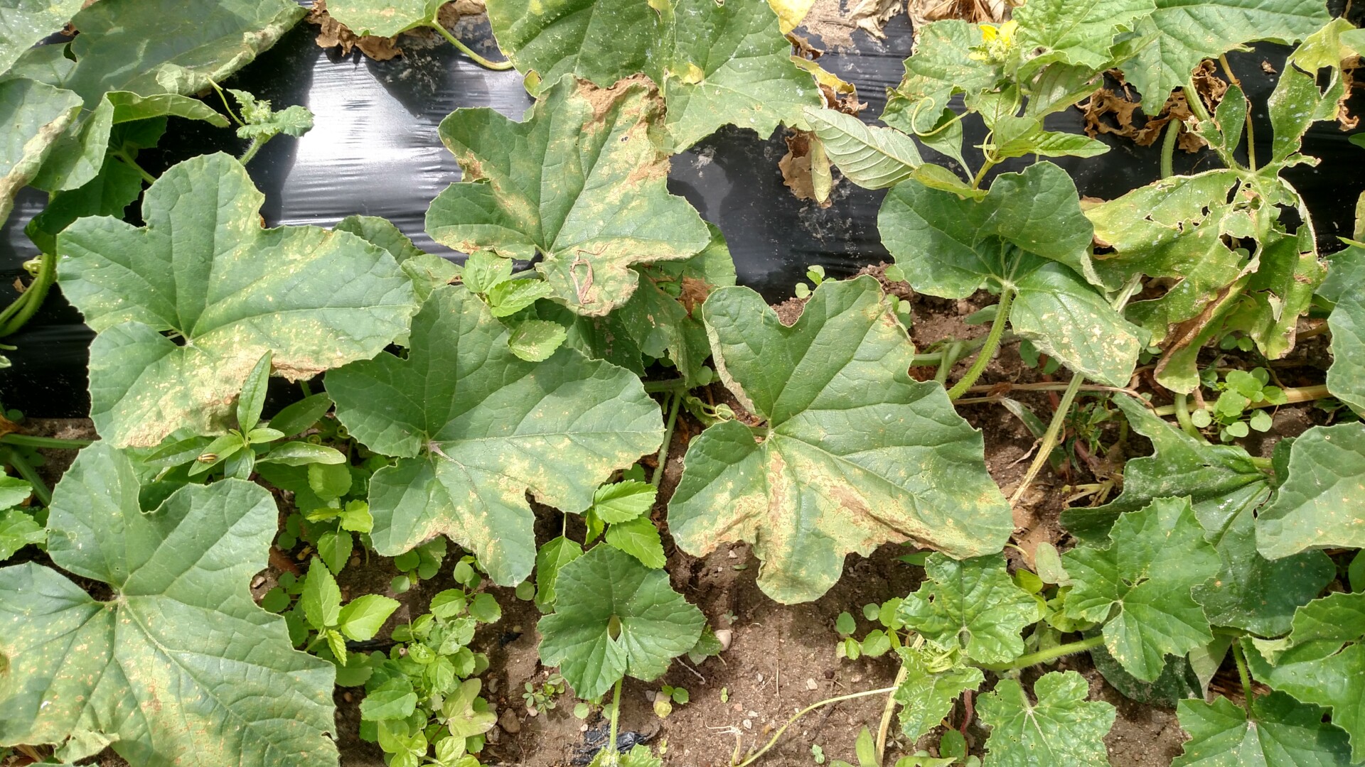 Figure 4. Magnesium deficiency of cantaloupe.