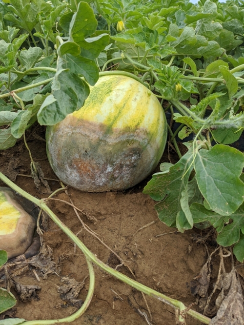 Figure 2. Phytophthora blight has caused the water-soaked symptoms on the base of this watermelon including the white sporulation of the fungus.