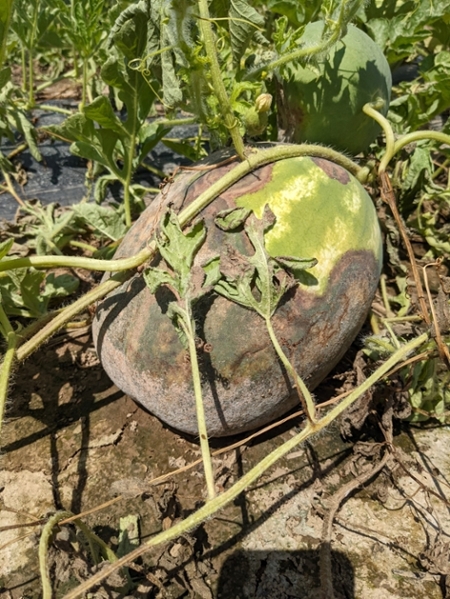 Figure 3. Phytophthora blight of watermelon has caused the large necrotic regions on this watermelon.