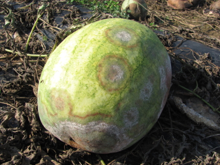 Figure 4. Phytophthora blight of watermelon has caused the lesions with gray/white sporulation.