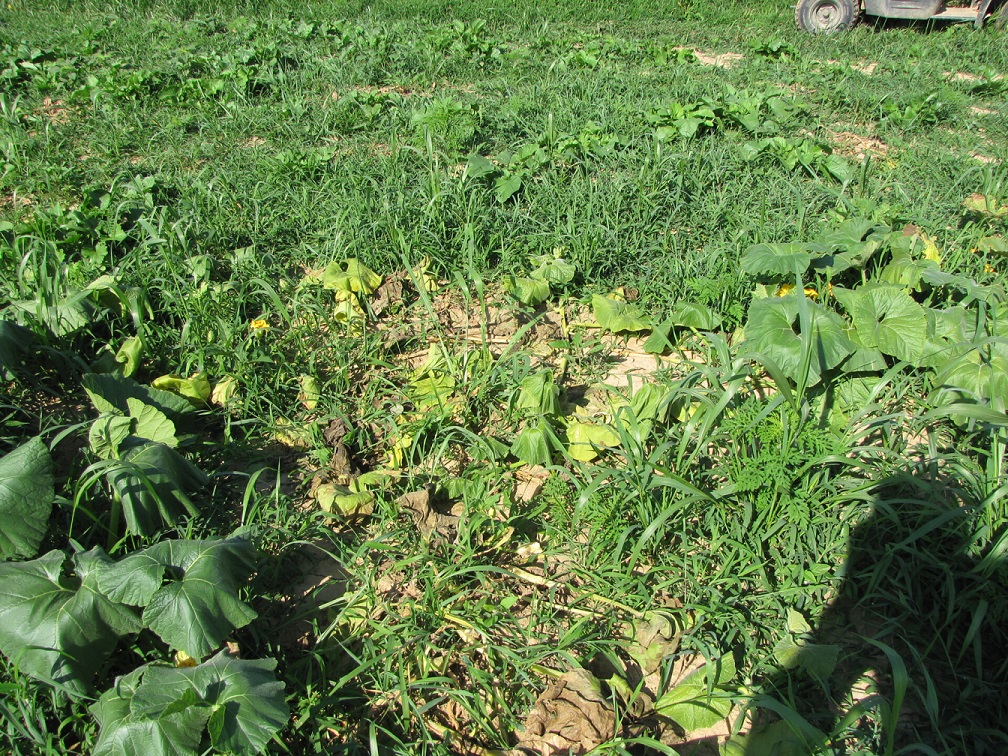 Figure 1. Phytophthora blight of squash.