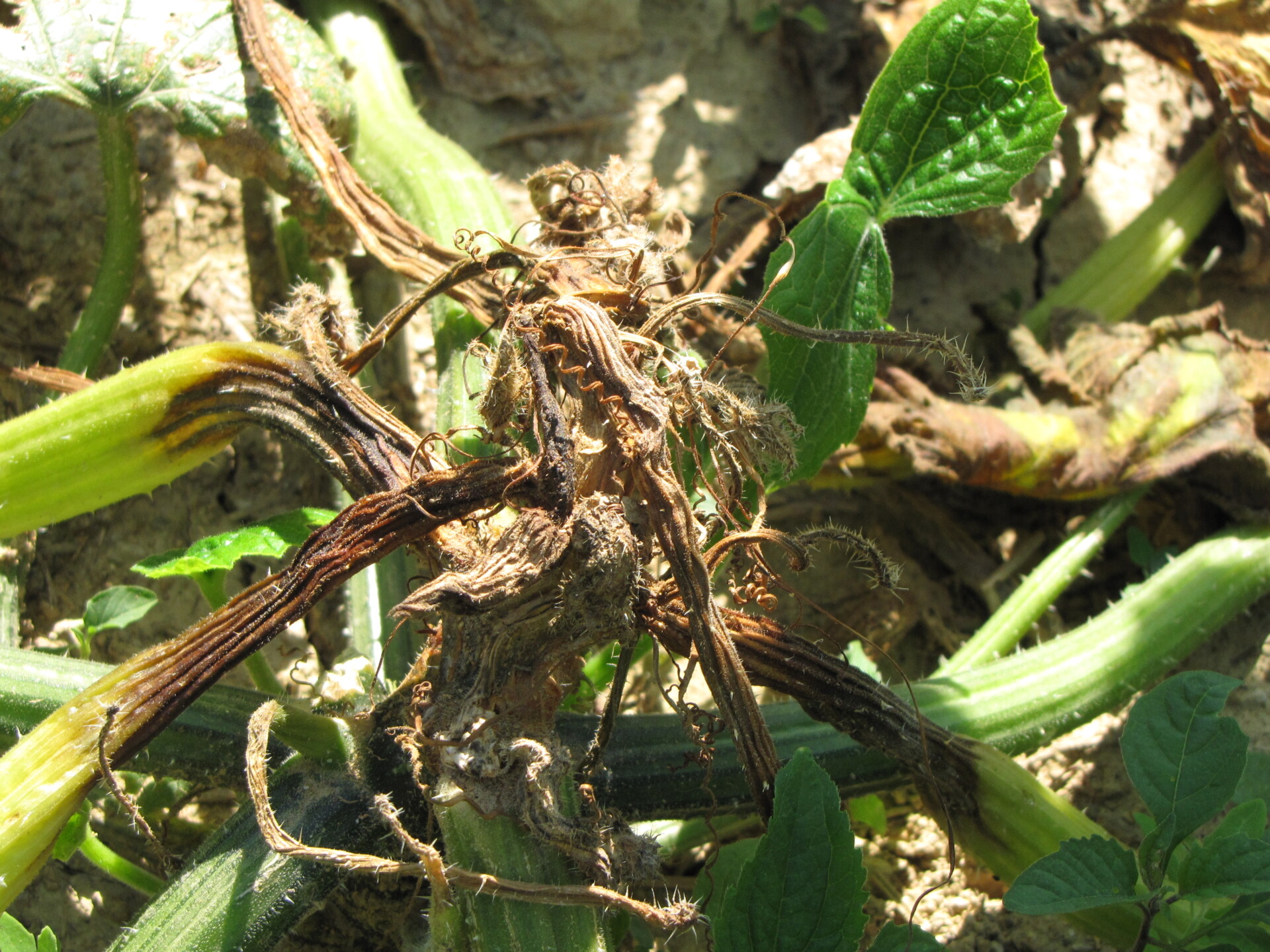 Figure 3. Phytophthora blight of squash.