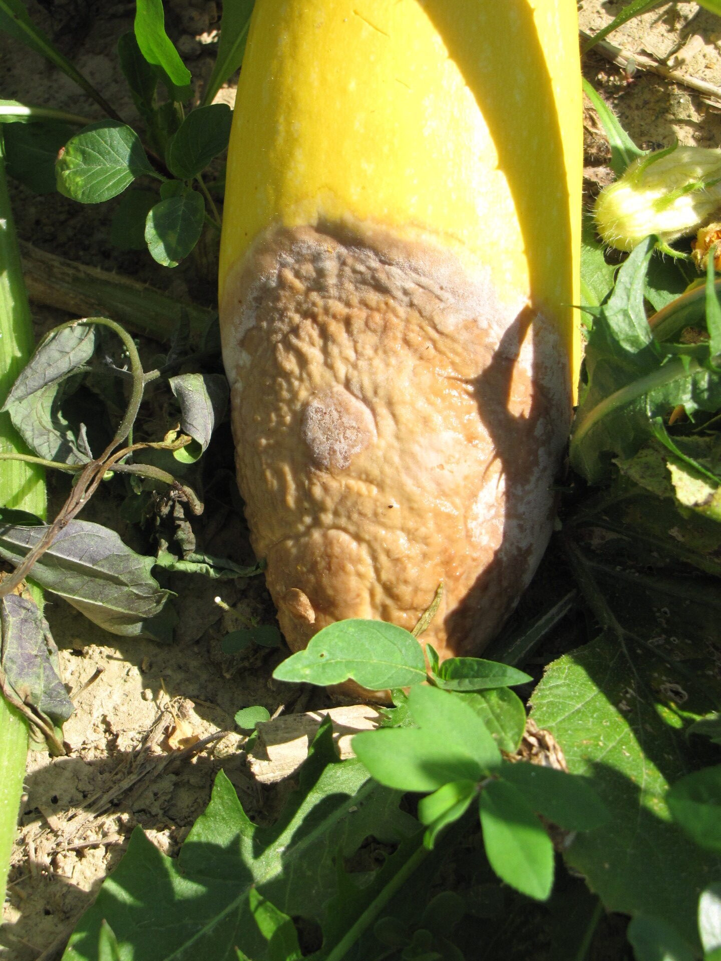 Figure 4. Phytophthora blight of squash.