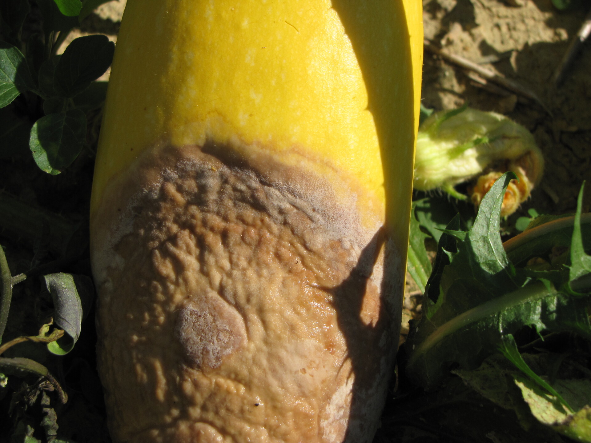 Figure 5. Phytophthora blight of squash.